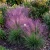Love Grass Purple Eragrostis Spectabilis Seeds
