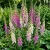 Foxglove Excelsior Mix Digitalis Purpurea Seeds