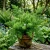 Asparagus Ming Fern Asparagus Myriocladus Seeds