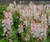 Foamflower Tiarella Wherryi Seeds