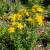 St. John's Wort Hypericum Perforatum Seeds