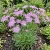 Pinks Fringed Dianthus Superbus Seeds