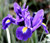 Iris Rocky Mountain Iris Missouriensis Seeds