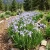 Iris Rocky Mountain Iris Missouriensis Seeds
