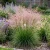 Love Grass Sand Eragrostis Trichodes Seeds