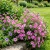 Petunia Laura Bush Pink Petunia X Violacea Solanaceae Seeds