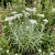 Pearly Everlasting Anaphalis Margaritacea Seeds