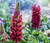 Lupine Russell Red Lupinus Polyphyllus Russell Seeds 2