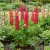 Lupine Russell Red Lupinus Polyphyllus Russell Seeds