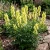Monkshood Yellow Aconitum Anthora Seeds 