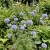 Globe Gilia Gilia Capitata Seeds