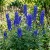 Monkshood Blue Aconitum Napellus Seeds 