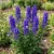 Monkshood Newry Blue Aconitum Napellus Seeds