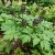 Baneberry Black Actaea Spicata Seeds