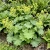 Lady's Mantle Select Robustica Alchemilla Mollis Seeds 