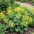 Lady's Mantle Silky Gold Strike Alchemilla Sericata Seeds
