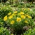 Pheasant's Eye Adonis Vernalis Seeds
