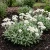 Pearly Everlasting Summer Snow Anaphalis Triplinervis Seeds
