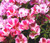 Godetia Dwarf Farewell to Spring Clarkia Amoena Seeds 2