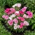 Godetia Dwarf Farewell to Spring Clarkia Amoena Seeds