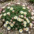 Daisy Mount Atlas Spring Carpet Anacyclus Depressus Seeds 