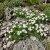 Rock Jasmine Caucasian Androsace Albana Seeds 