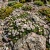 Rock Jasmine Alpine Androsace Alpina Seeds 