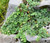 Snapdragon Creeping Asarina Procumbens Seeds 3 Snapdragon Creeping Asarina Procumbens Seeds 3