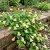 Snapdragon Creeping Asarina Procumbens Seeds 