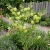 Balloon Plant Gomphocarpus Physocarpus Seeds