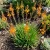 Bulbine Stalked Avera Sunset Orange Bulbine Frutescens Seeds