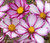 Cosmos Candy Stripe Cosmos Bipinnatus Seeds