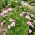 Cosmos Candy Stripe Cosmos Bipinnatus Seeds
