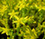 Sedum Gold Moss Stonecrop Sedum Acre Seeds 