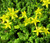 Sedum Gold Moss Stonecrop Sedum Acre Seeds 2