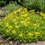 Sedum Gold Moss Stonecrop Sedum Acre Seeds 