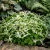 Sedum Woodland Stonecrop Sedum Ternatum Seeds