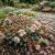 Sedum Spanish Stonecrop Sedum Hispanicum Seeds