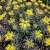 Sedum Striatus Stonecrop Phedimus Middendorfianus Striatum Seeds