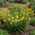 Marguerite Golden Anthemis Sancti-Johannis Seeds