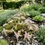 Sedum Widow's Cross Stonecrop Sedum Pulchellum Seeds
