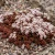 Sedum Lizard Stonecrop Seeds Sedum Rubens