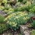 Sedum Pale Stonecrop Sedum Sediforme Seeds