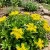 Sedum Goldilocks Stonecrop Sedum Selskianumis Seeds