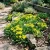 Sedum Tasteless Stonecrop Sedum Sexangulare Seeds