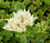 Sedum Summer Snow Stonecrop Sedum Spurium Seeds
