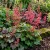 Heuchera Coral Bells Bressingham Hybrids Heuchera Sanguinea Seeds