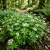 Woodruff Sweet Galium Odoratum Seeds