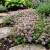 Thyme Mother of Thyme Thymus Praecox Seeds