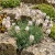 Stonecress Membranous Podded Aethionema Membranaceum Seeds